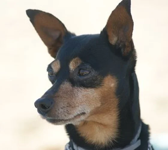 Animali Ammessi La Casetta del Gad